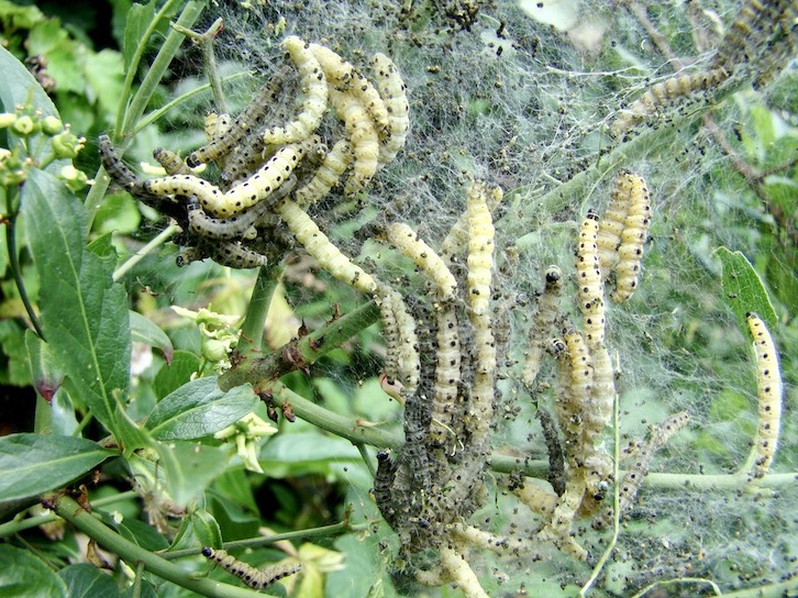 spindle ermine